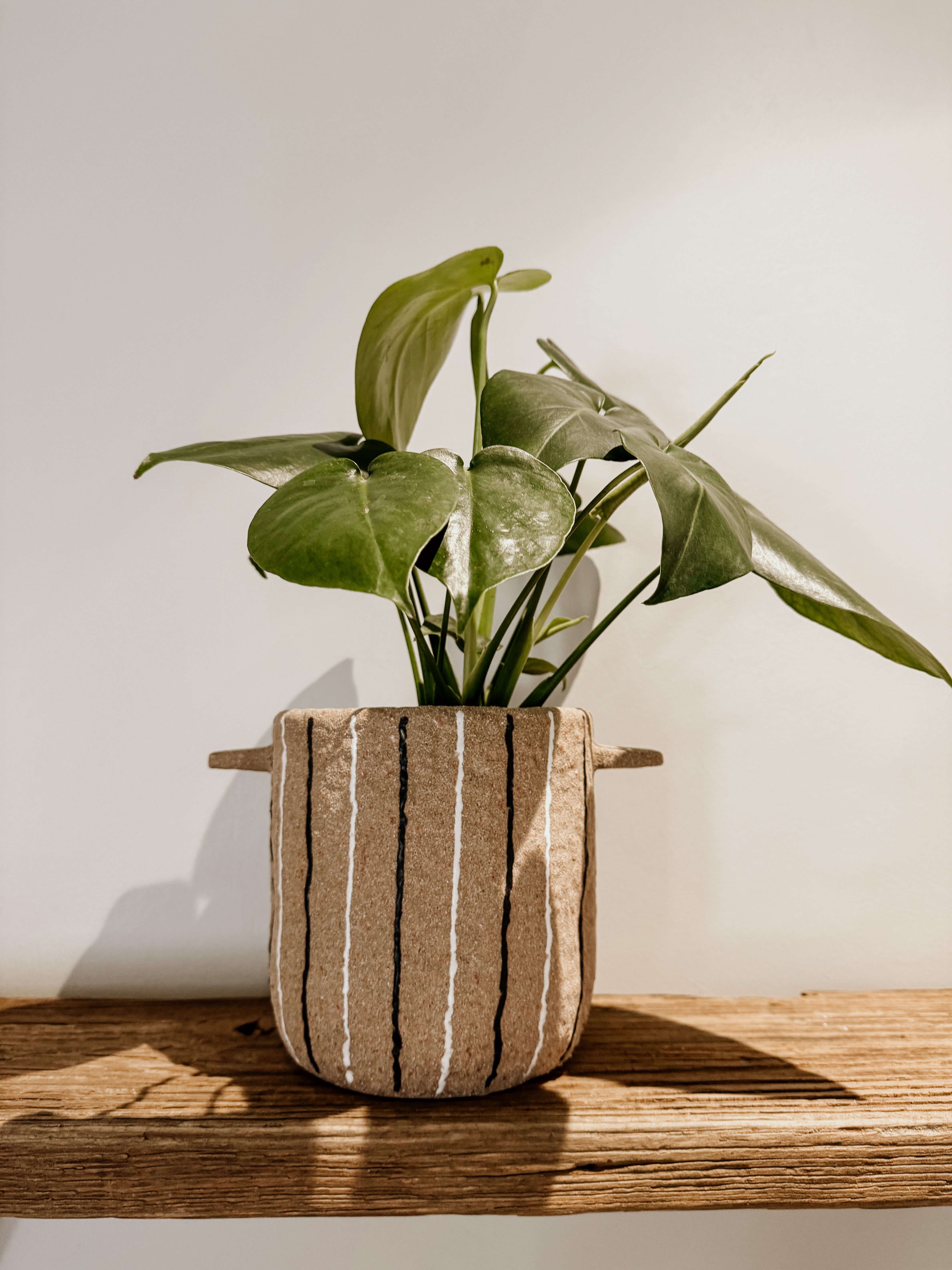 Pot | Terracotta | White & Black Stripe - Shop Adele Catherine 