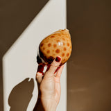 Cowrie : Spotted Teapot Crackle | Black - Shop Adele Catherine 