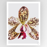 Photograph titled "Shot by Clint Coral Orchid" by Fotografiks, featuring vibrant coral orchids in a detailed, artistic composition.