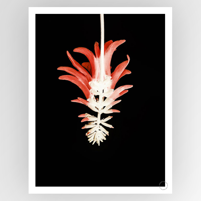 Close-up of a vibrant coral tree flower captured by Fotografiks, showcasing detailed petals and rich colors.