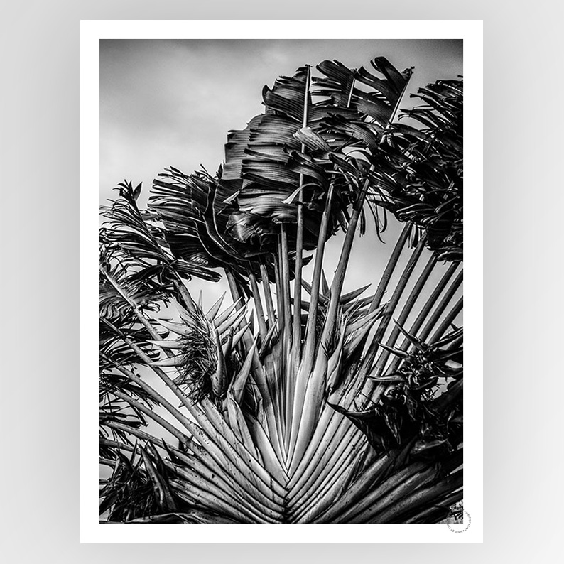 Photografiks Shot by Clint Tropical Dancer consignment artwork featuring vibrant tropical-inspired dancer illustration.