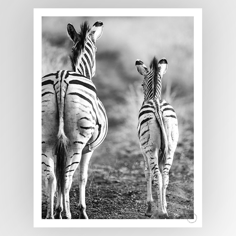 Photografiks consignment shot of Clint Striped Horse back view, showcasing the detailed striped pattern and side profile.