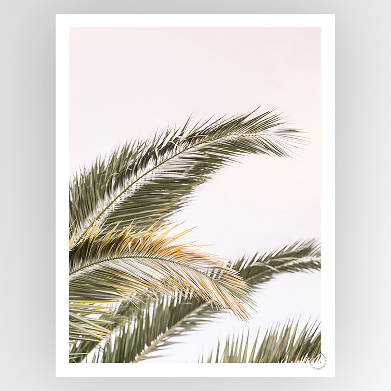 Shot by Clint Oasis Palm 03 - Shop Adele Catherine 
