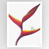 Consignment Shot by Clint Honey Catcher art print by Fotografiks, featuring vibrant colors and abstract design on high-quality paper.