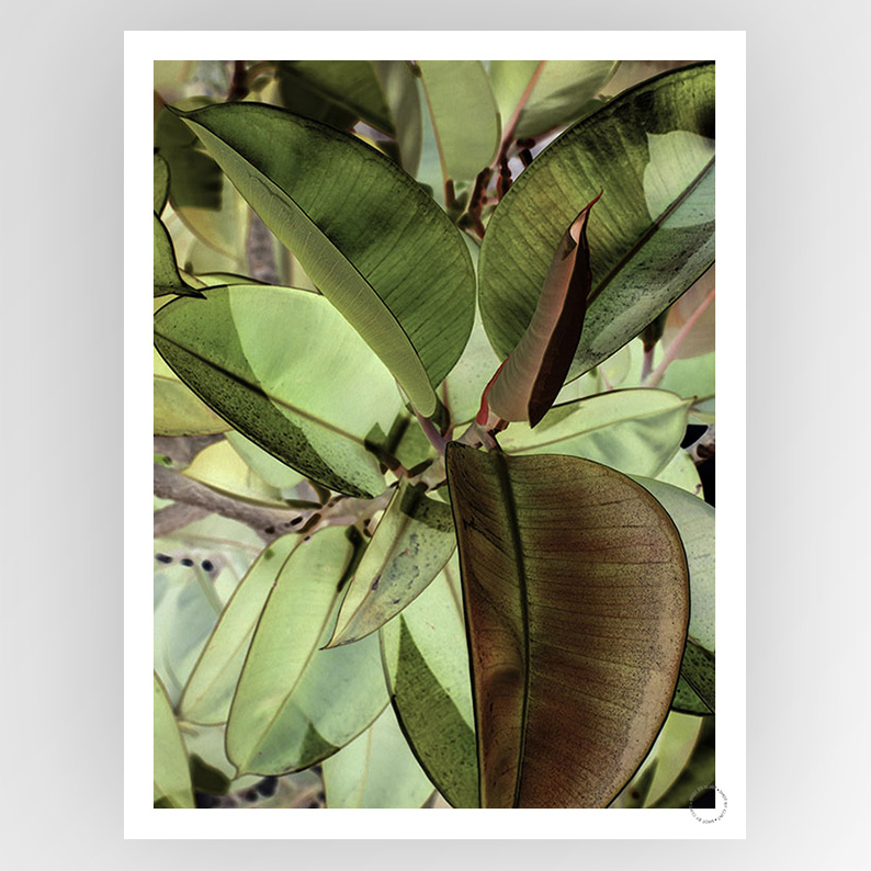 Photograph of a Ficus Elastica plant by Clint, styled as a consignment piece, with lush green leaves and vibrant foliage.