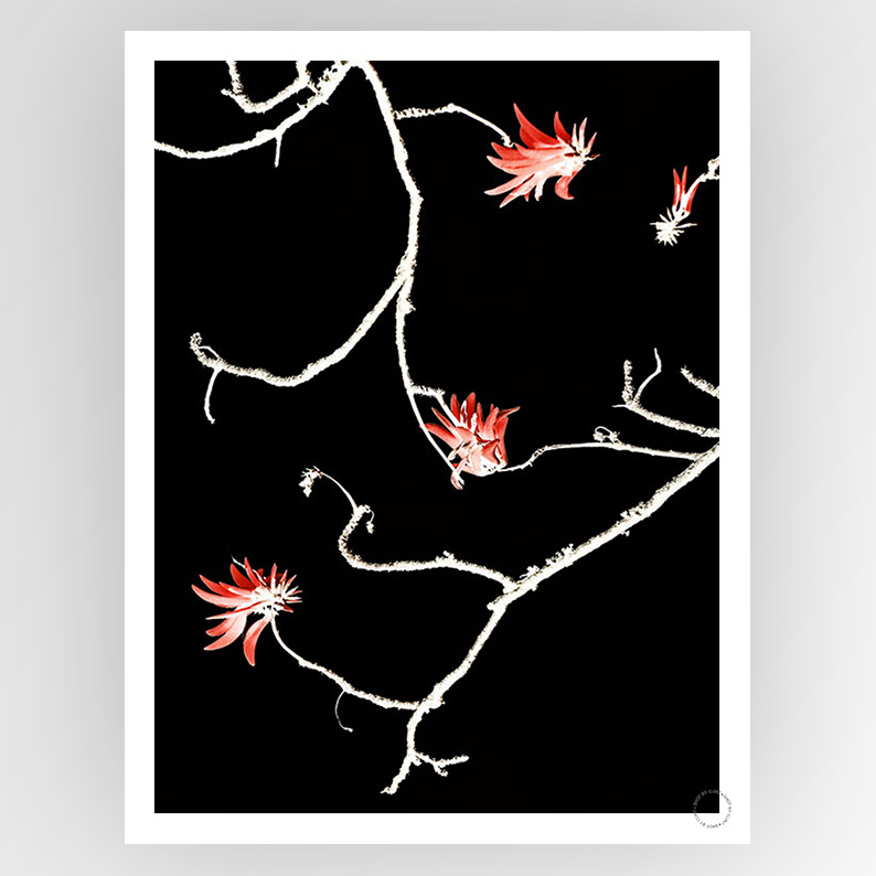 Photograph of a coral tree by Clint Shot, displayed on a consignment Fotografiks product page, showcasing vibrant natural colors.