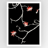 Photograph of a coral tree by Clint Shot, displayed on a consignment Fotografiks product page, showcasing vibrant natural colors.