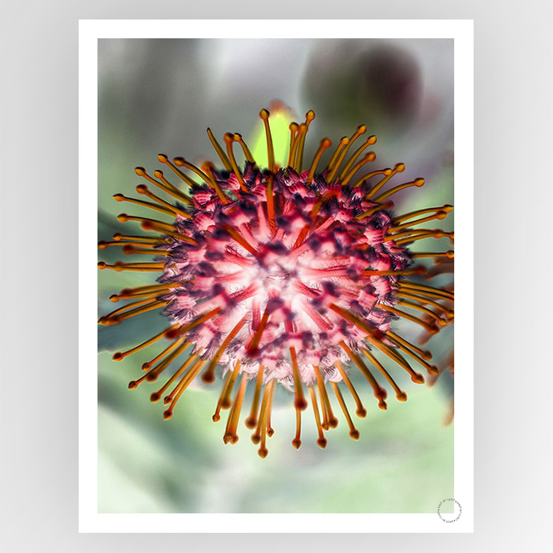 Photografiks Shot by Clint Pin Cushion 01 consignment art piece, featuring a detailed pin cushion with colorful pins.