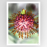 Photografiks Shot by Clint Pin Cushion 01 consignment art piece, featuring a detailed pin cushion with colorful pins.