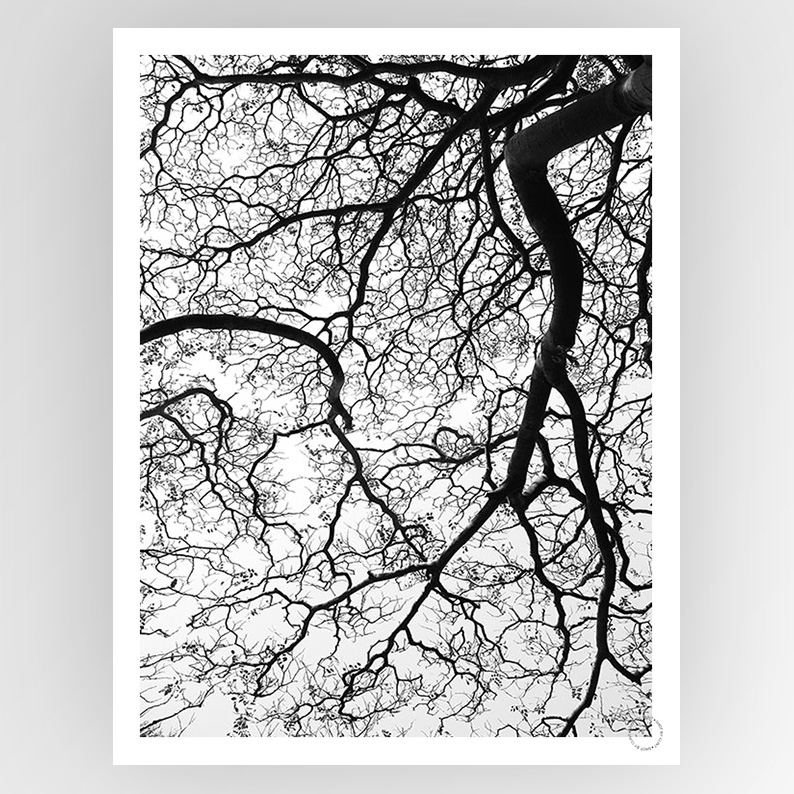 Consignment photo by Fotografiks featuring Clint Durban Forest artwork displayed on a wall with natural lighting.