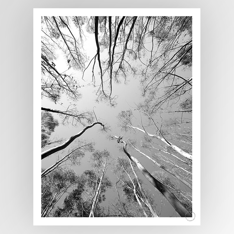 Photografiks Shot by Clint Tree Study 012 consignment art print, featuring detailed tree illustration on white background.