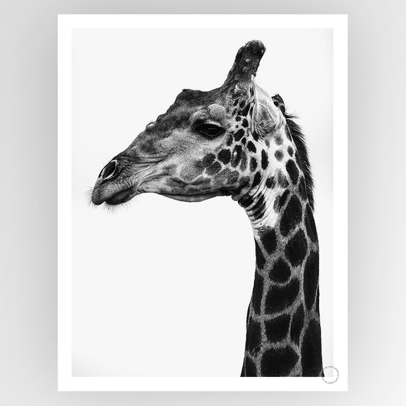Photografiks Shot by Clint Super Safari 01 consignment image, showcasing a vibrant wildlife scene with animals and lush landscape.