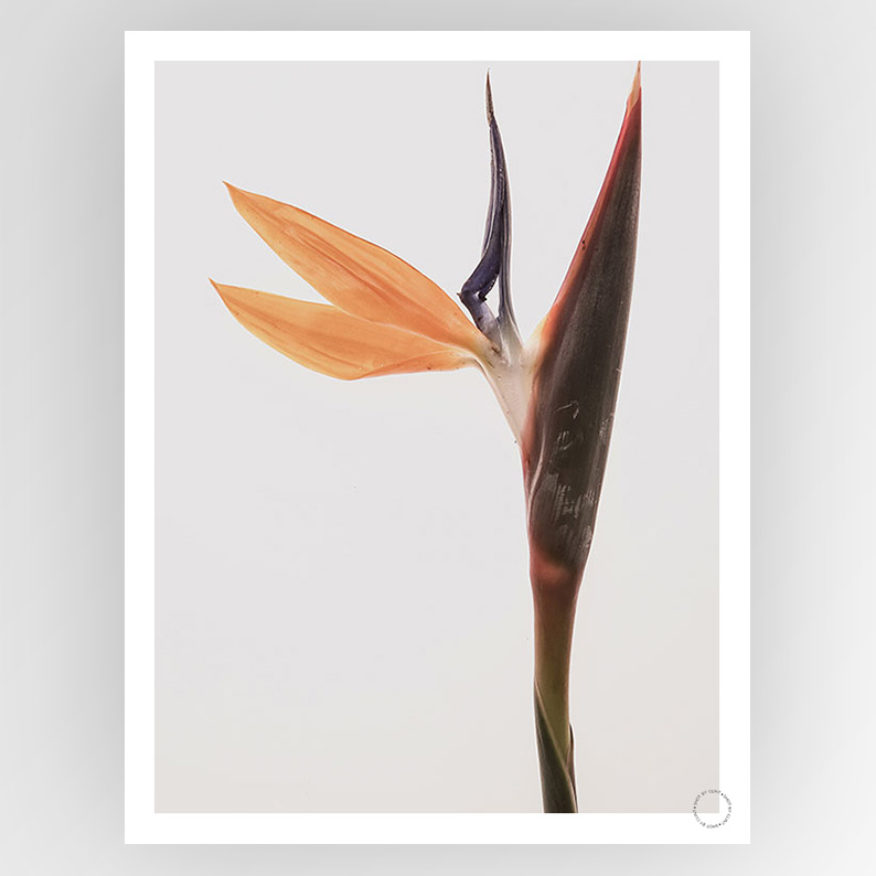 Photograph from Shot by Clint Queens Flower collection by Fotografiks, showcasing vibrant floral artwork on a consignment print.