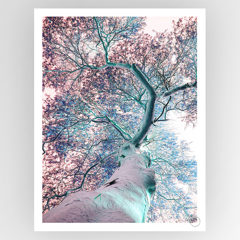 Photograph titled "Shot by Clint Fever Tree" by Fotografiks, featuring a consignment art piece displayed against a neutral background.