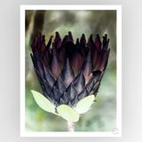 Close-up of a vibrant protea flower by Clint King, photographed by Fotografiks on consignment, showcasing detailed petals and rich colors.