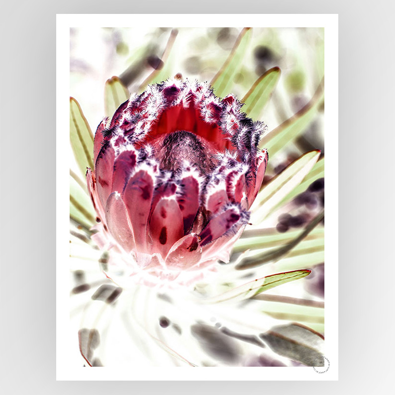 Photograph of a protea flower by Clint Wild, branded Fotografiks, showcasing vibrant petals and intricate details on a neutral background.