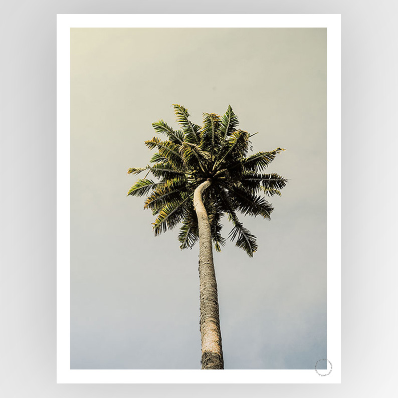 Shot by Clint King Palm - Shop Adele Catherine 