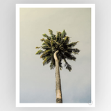 Shot by Clint King Palm - Shop Adele Catherine 