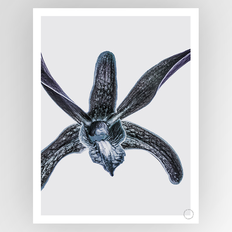 Consignment photograph by Fotografiks featuring a Clint Orchid shot, showcasing artistic imagery in a visually striking composition.