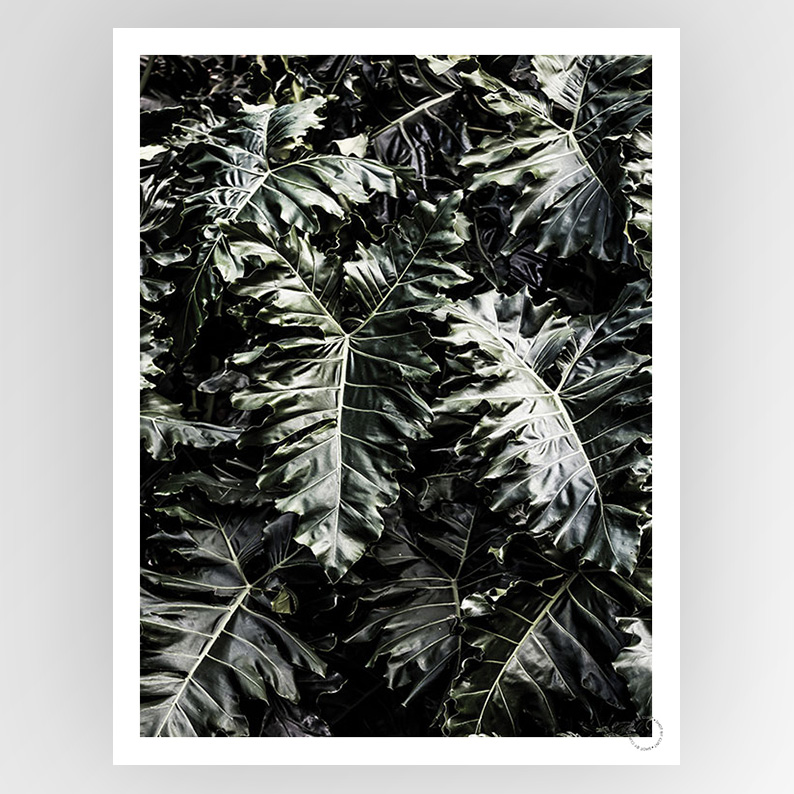 Consignment photograph titled "Shot by Clint Delious Monster" by Fotografiks, featuring a striking, artistic visual.