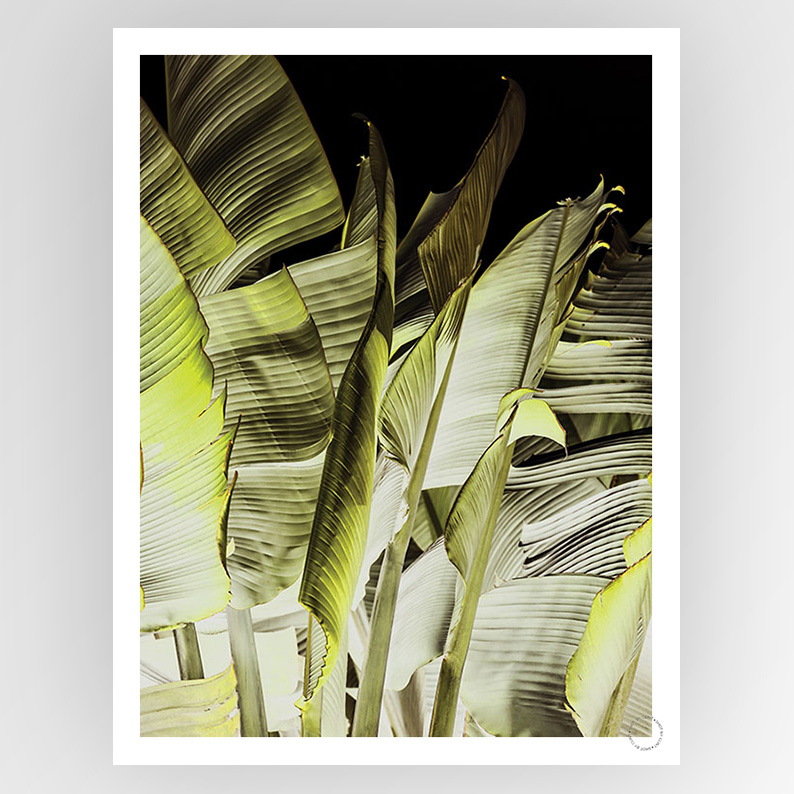 Close-up of a consigned photograph titled "Shot by Clint Traveller's Palm" by Fotografiks, featuring detailed imagery of a palm.
