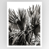 Photograph titled "Shot by Clint Ifafa 01" by Fotografiks, featuring a striking visual composition on a consignment photograph.