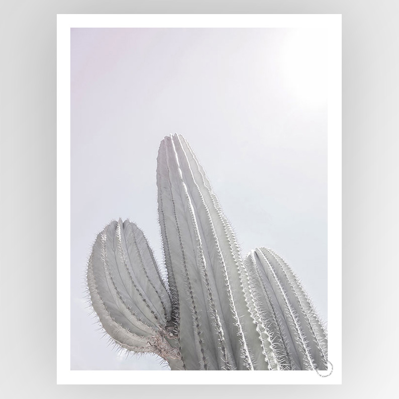 Photograph titled "Shot by Clint Saguaro" from Fotografiks consignment, featuring a vivid, artistic image with bold colors and abstract shapes.