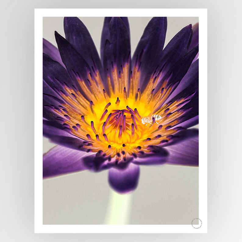 Shot by Clint Water Lilly - Shop Adele Catherine 