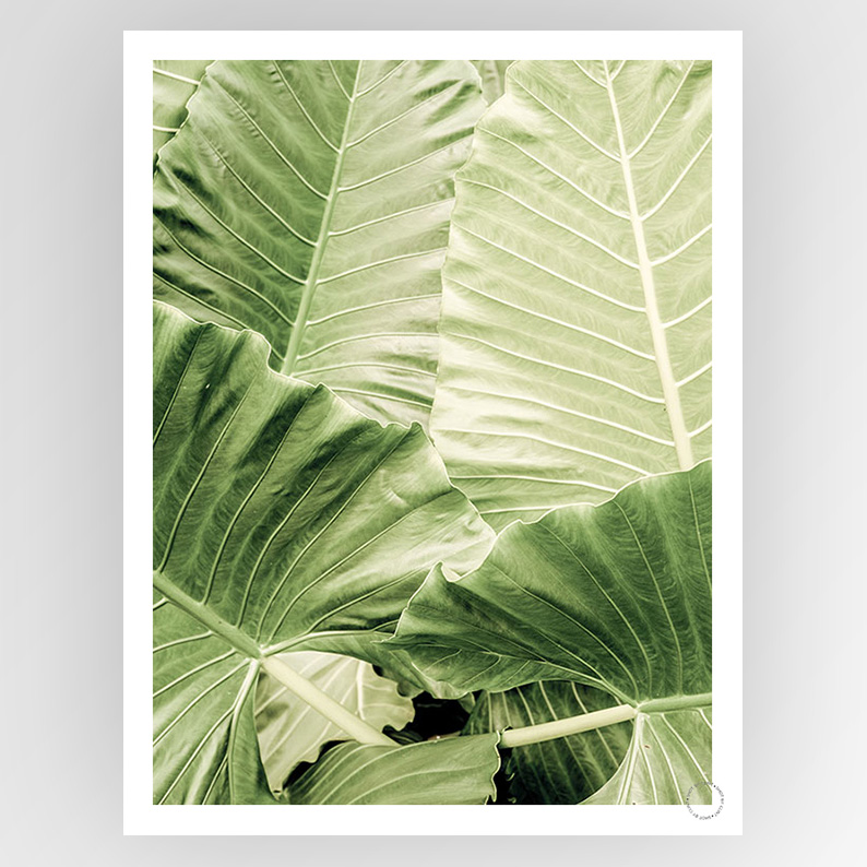 Photografiks consignment shot by Clint Jungle Fever artwork featuring vibrant jungle scene and bold colors in a detailed print.