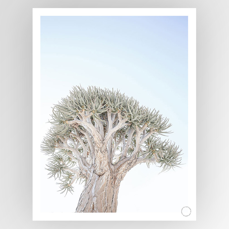 Shot by Clint Quiver Tree - Shop Adele Catherine 