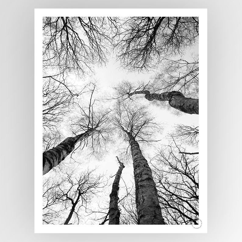 Fotografiks Shot by Clint Tree Study 07 consignment art print showing detailed tree illustration on white background